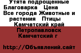 Утята подрощенные Благоварка › Цена ­ 100 - Все города Животные и растения » Птицы   . Камчатский край,Петропавловск-Камчатский г.